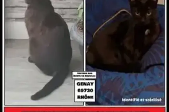 Chat perdu, noir, tâche blanche, Genay - photo