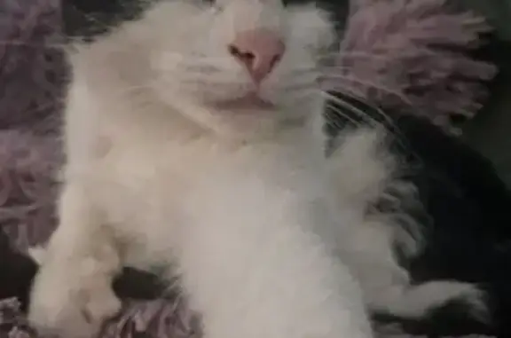 Chat perdu : Dewey, 2 ans, Penguily - photo