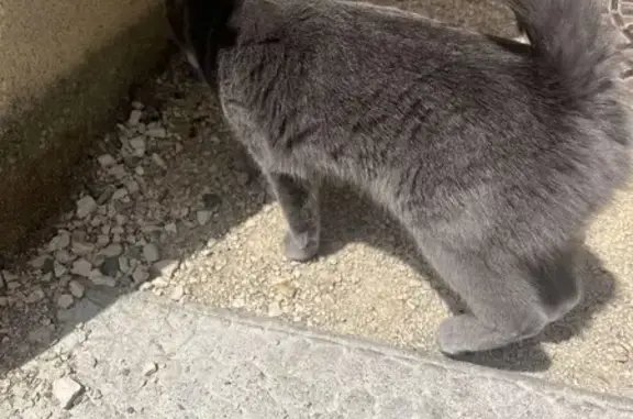 Chat trouvé La Tour-du-Pin, photo: Chatte grise trouvée à La Tour-du-Pin
