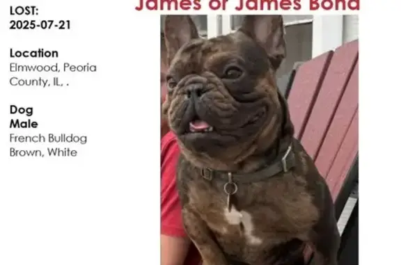 Missing Frenchie/Bulldog in Elmwood