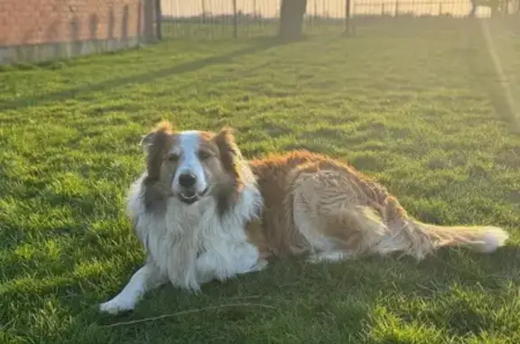 Chien perdu à Nieuwkerke (Heuvelland) - photo