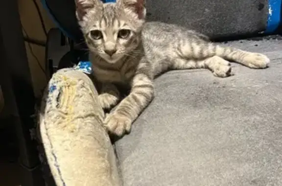 Gatita Gris Perdida en Gerona: ¡Ayúdanos!