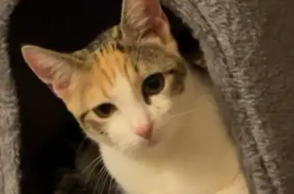 Chatte perdue : Nala, Rue Joseph Delon - photo