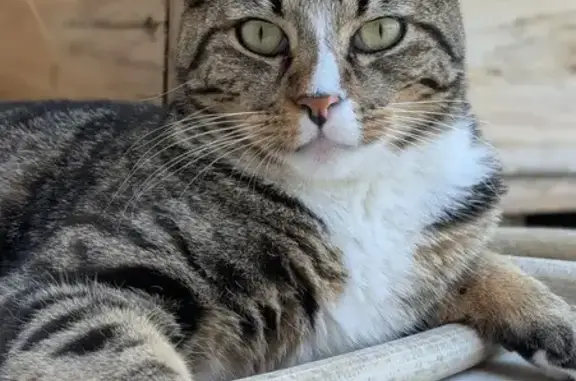 Chat perdu : Tigré gris et blanc à Montpellier - photo