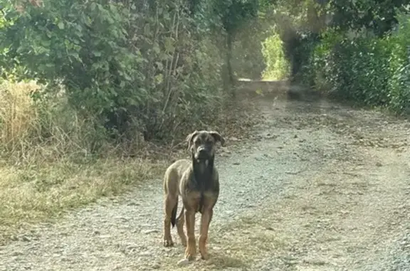 Chien trouvé Châtillon-sur-Thouet, photo: Chien marron trouvé à Châtillon-sur-Thouet