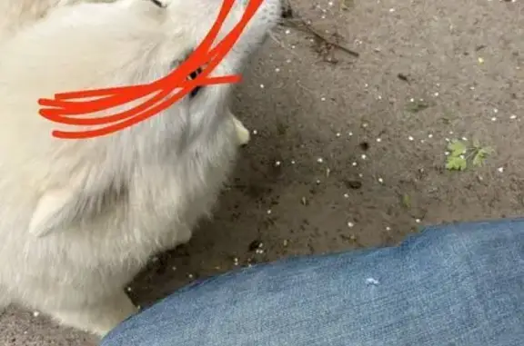 Animaux perdus , photo: Pomsky blanche perdue à Saponcourt