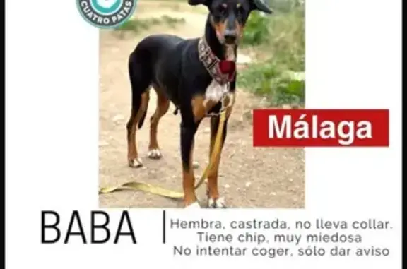 Baba, perra perdida en Las Lagunas de Mijas