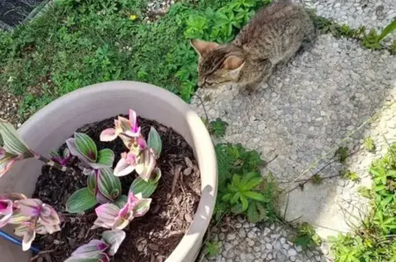 Chat tigré gris trouvé à Chaource - photo