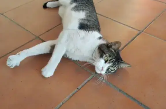 Joven Gato Blanco y Gris Buscando Hogar