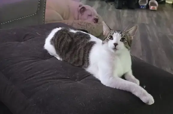 Lost: Skittish Gray & White Tabby Cat