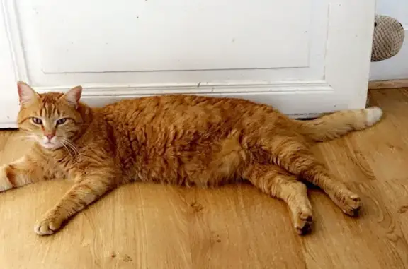 Chat perdu, , photo: Chat roux perdu, craintif, Rue du Forgeron