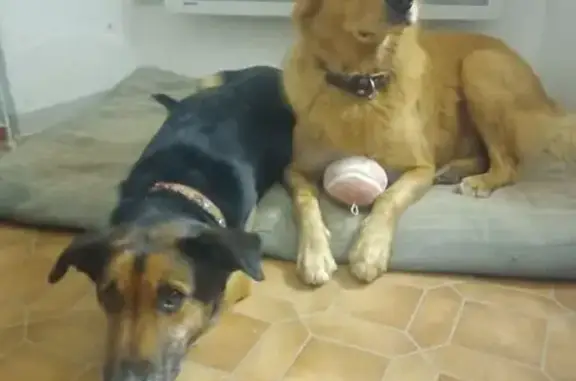 Chien perdu Sumène, photo : Deux chiens perdus à Sumène