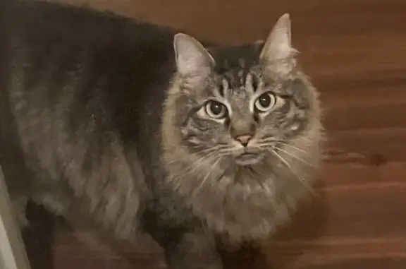Missing cat Texas City, photo: Lost Cat with Unique Eye Mark - Barrett