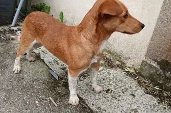 Animaux trouvés Plogonnec, photo: Jeune chien marron trouvé à Plogonnec
