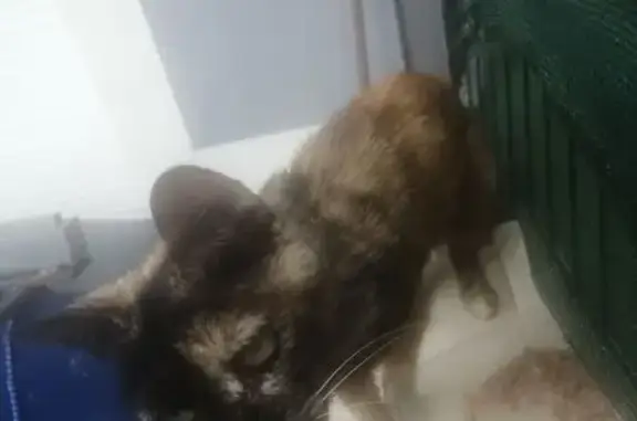 Chat trouvé , photo: Chat Écaille de tortue à adopter urgent