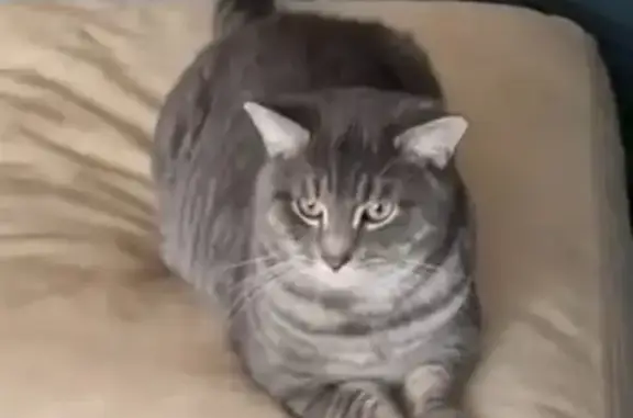 Lost Gray Tabby: Nice Kitten Missing