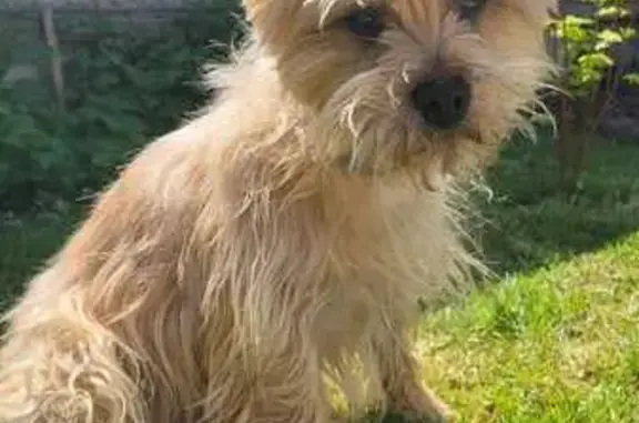 Chien perdu Saint-Maur-des-Fossés, photo : Chien fauve perdu à Saint-Maur-des-Fossés