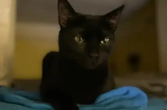Chatte noire perdue à Guérande - photo