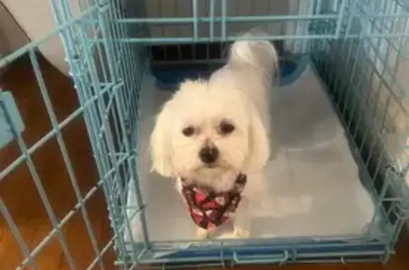 Lost White Puppy on S. Andrews Ave