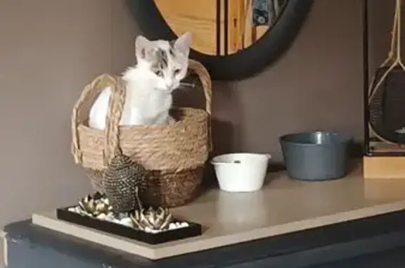 Petite chatte trouvée à Awoingt - photo