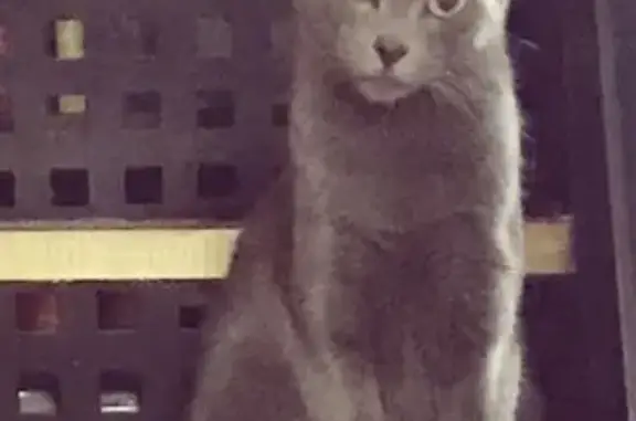gato perdida