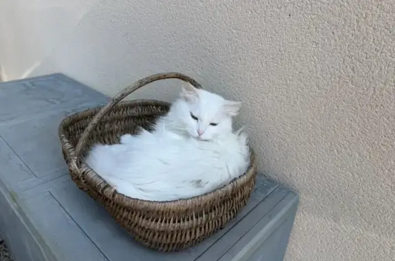 Chat perdu, Les Touches, photo: Chatte blanche perdue à La Réauté
