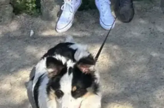 Border collie perdu, Espelette, 1 an et demi - photo