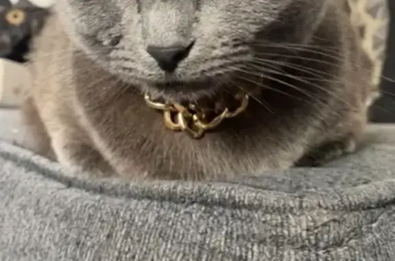 Lost pets Dayton, photo: Lost Grey Cat: Friendly, Red Tie Collar