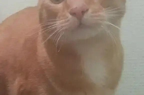 Animaux perdus Crêches-sur-Saône, photo: Chat perdu D906, Crêches-sur-Saône