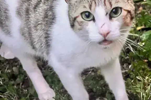 Chat trouvé Woippy, photo: Chat gestante trouvée à Woippy, amaigrie