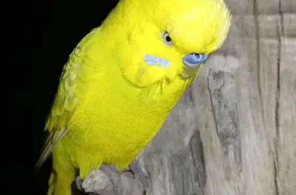 Animaux trouvés Sète, photo: Oiseau nocturne trouvé près des calanques