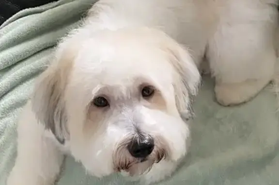 Chien perdu Les Pennes-Mirabeau, photo : Coton du Tulear 5 ans perdue aux Pennes