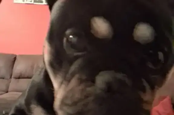 Lost: Playful Bulldog Bear in Stoughton