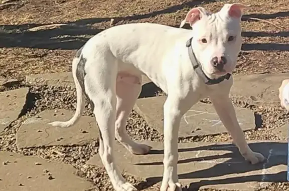 Lost Boxer/Pit Mix: White with Black Spot
