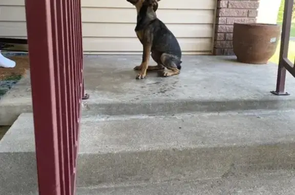 Found pets Waco, photo: Found Energetic Dog: Help Needed in Waco