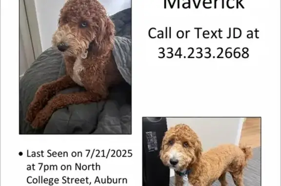 Lost Brown Golden Doodle, East Glenn Ave