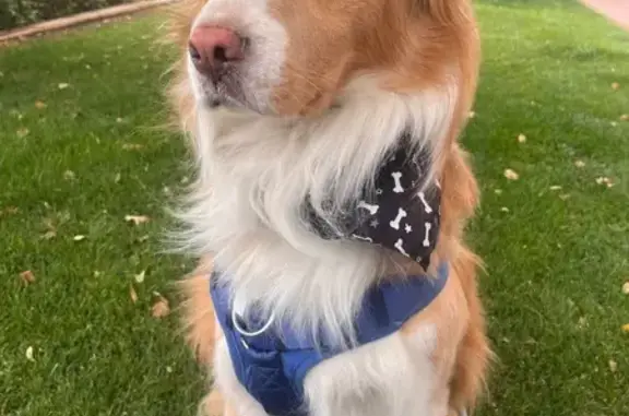 Lost and found pets , photo: Lost Dog Milo: Tan & White, Skittish