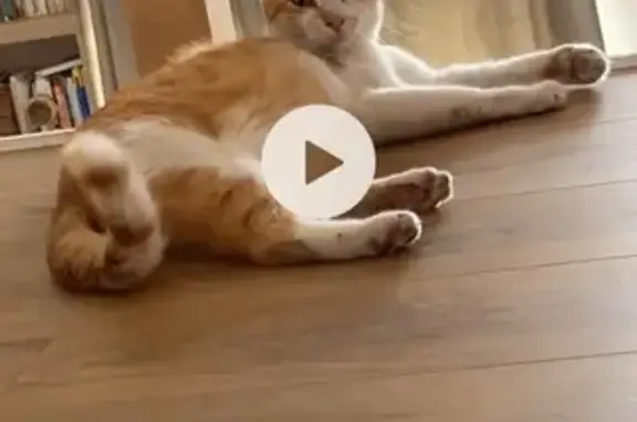 Chat perdu à Maureilhan, très peureux - photo