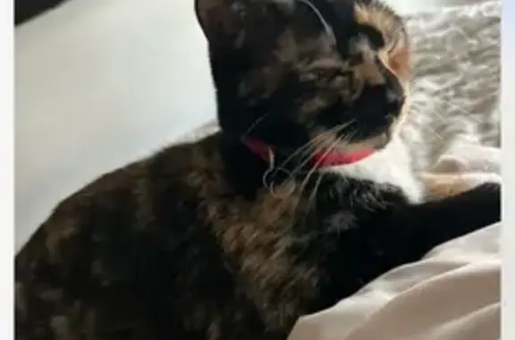 Lost Calico Cat on Acushnet Ave!