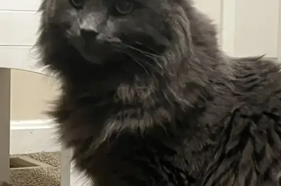Lost Gray Cat: Nervous, Green Eyes, Natick