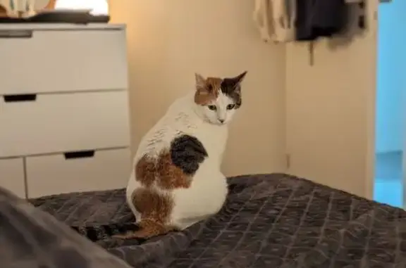 Chatte Nounette perdue à Rochefort - photo