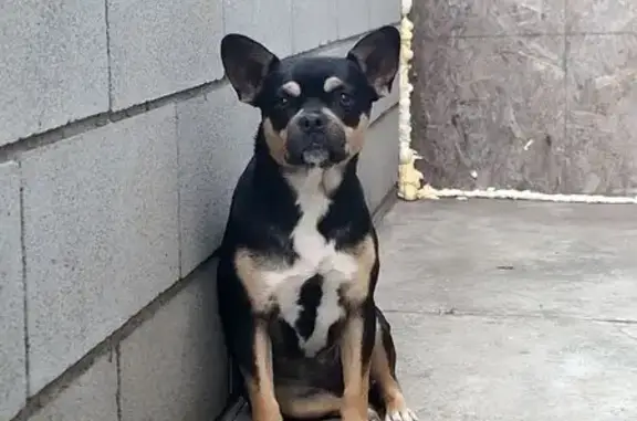 Found pets South Gate, photo: Friendly Black & Brown Dog Found in South Gate