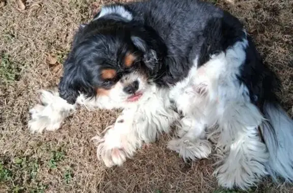 Chien trouvé , photo: Chien Cavalier noir et blanc trouvé à Archiac