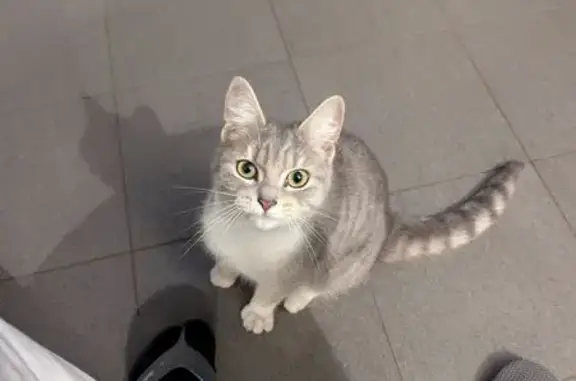 Found cat , photo: Found Friendly Cat in Rouse Hill: Help!