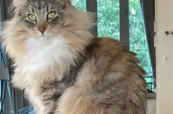 Chat perdu, Clamart, photo: Chat perdu : Moony, 2 ans, Clamart
