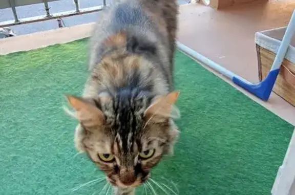 Chatte câline trouvée à Nice, rue Genari - photo