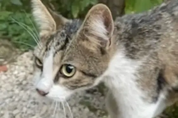 Animaux trouvés Le Coteau, photo: Chat gris-blanc trouvé au Coteau