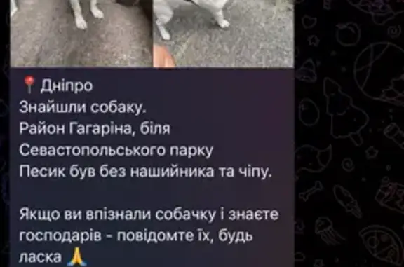 Знайдено собаку Дніпро, фото: Знайдена собака в парку на проспекті Яворницького