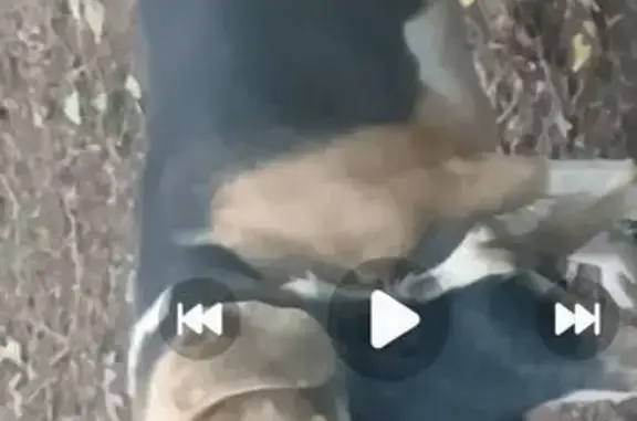 Animaux perdus Spézet, photo: Perdus : Douggy et Sali à Spézet