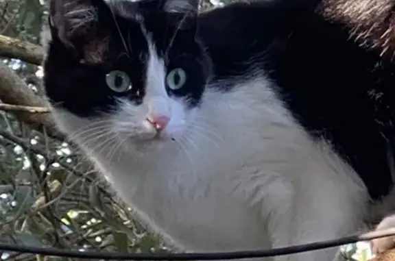 Chat perdu, Dourgne, photo: Chatte perdue, noire et blanche, Dourgne